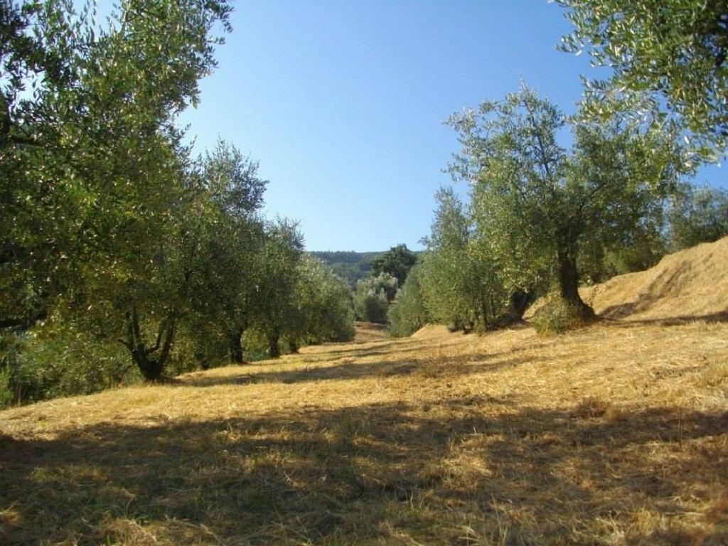 Agriturismo Terrarossa Пістоя Екстер'єр фото